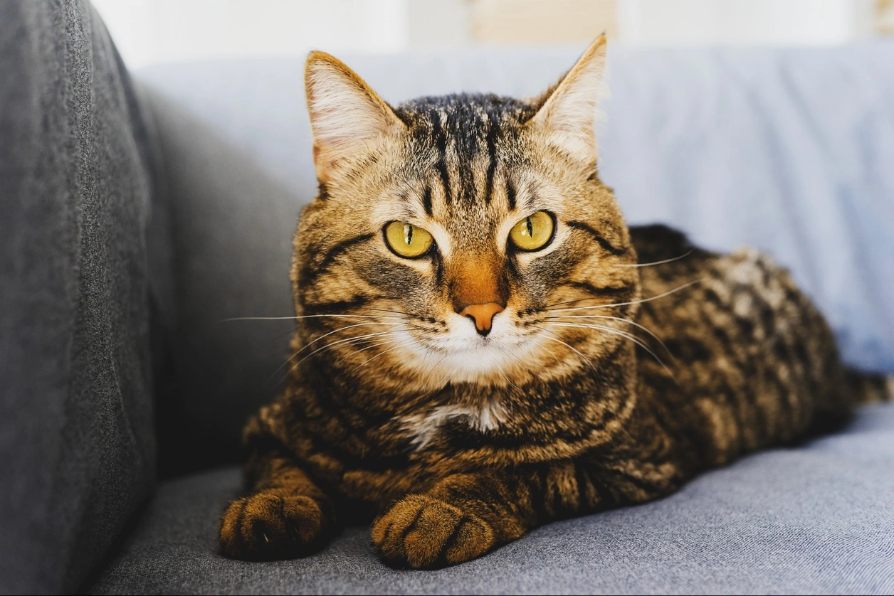 Что такое полнорационный корм для кошек?