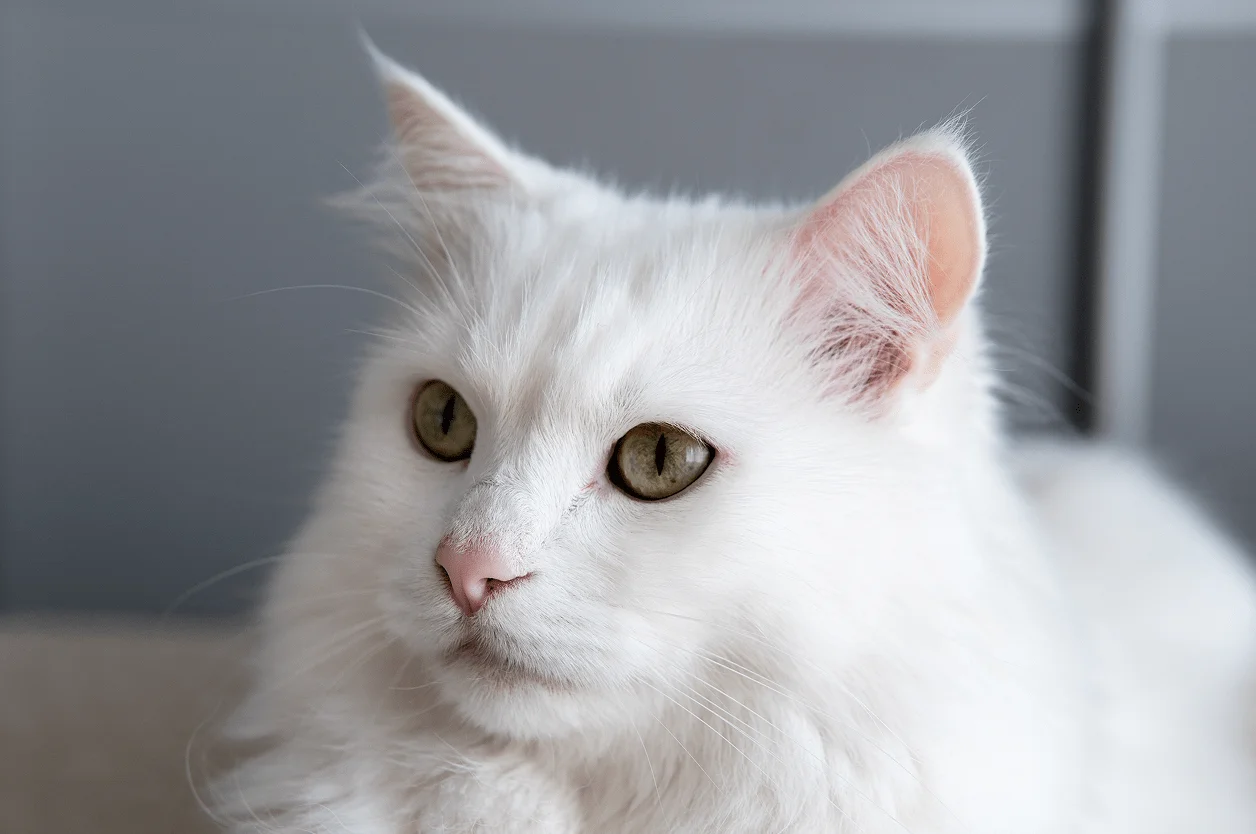 Ушной клещ у кошек