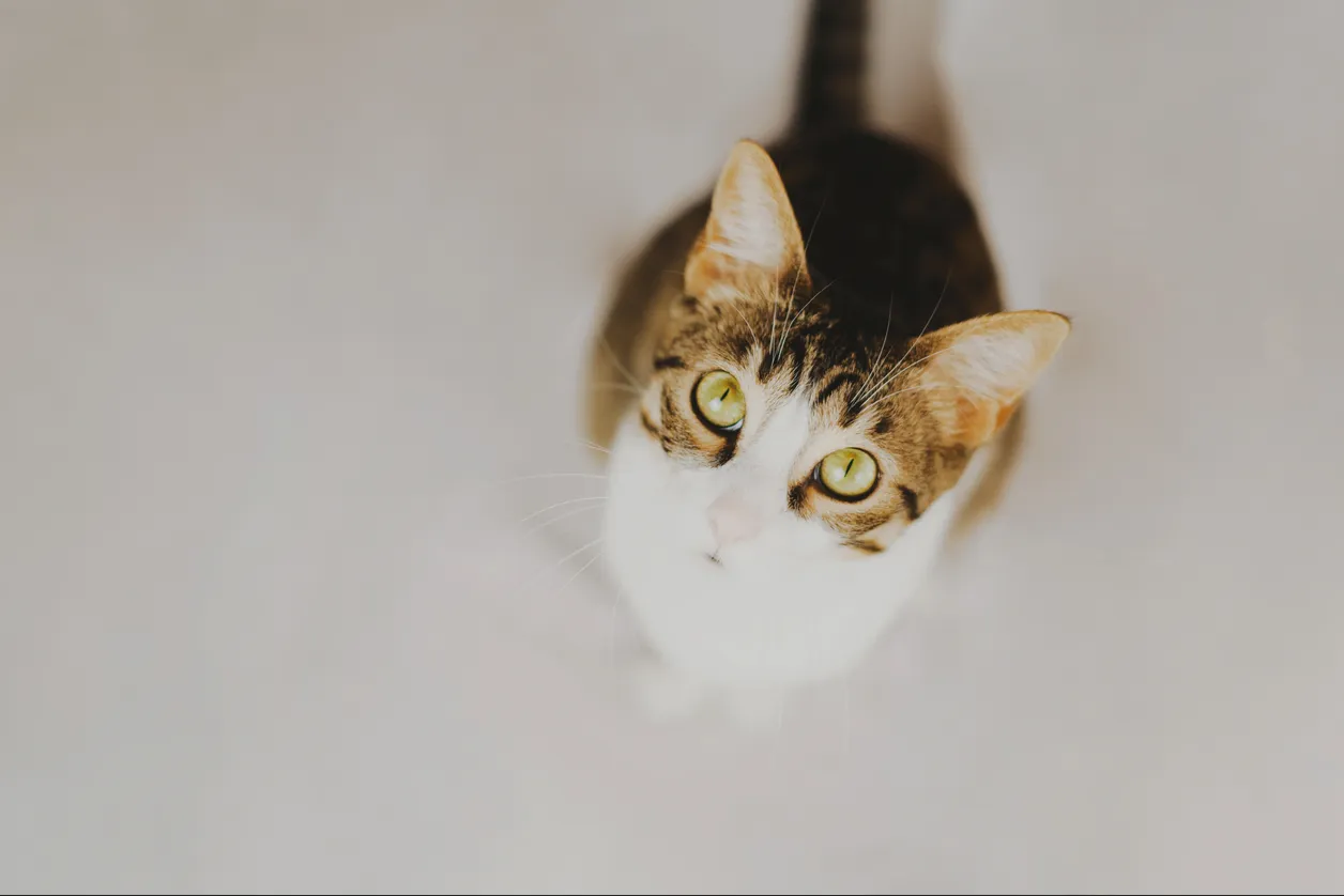 Можно ли кормить кошку едой со стола?