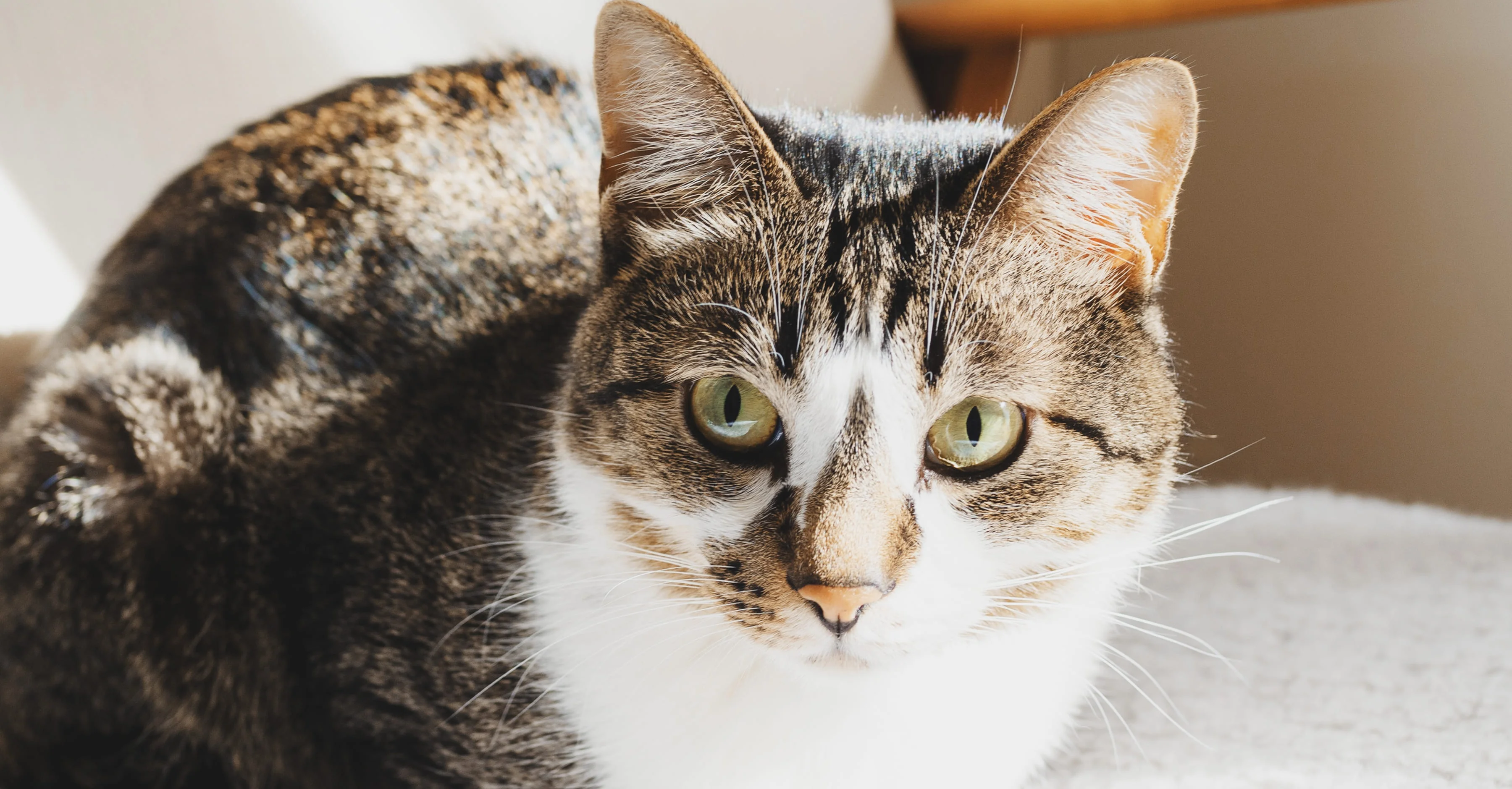 Может ли кошка грустить?