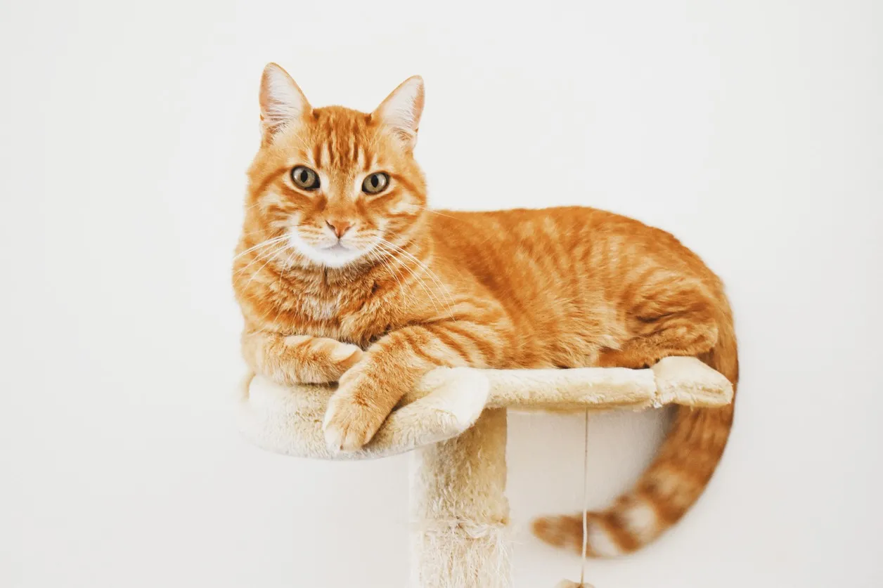 Как приучить кота к когтеточке?