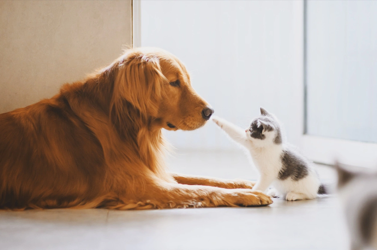 Как кошки относятся к другим питомцам?