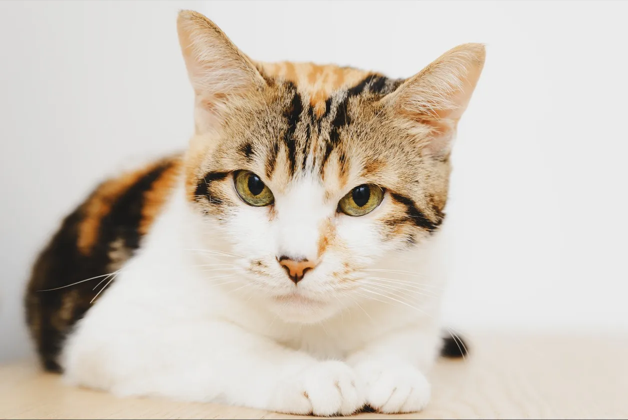 Как сдать корм в приют для животных?