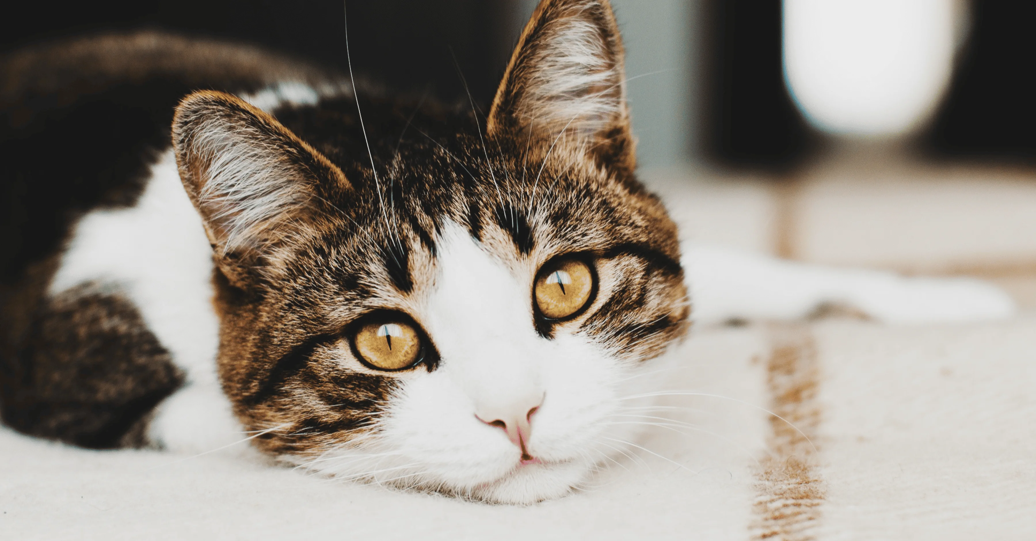 Можно ли кошке сладкое?