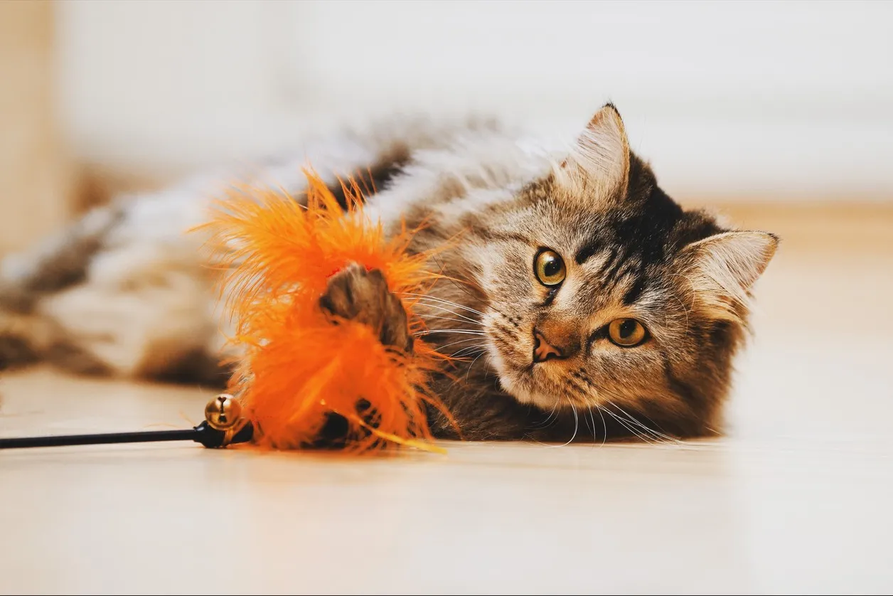 Как правильно играть с кошкой? 