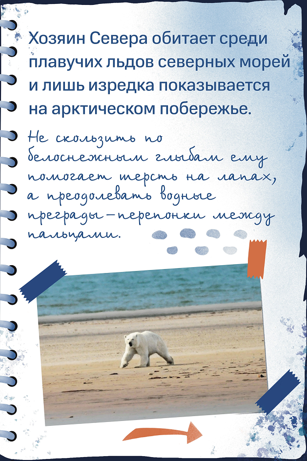 Белый медведь