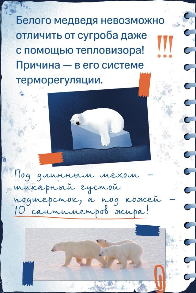 Белый медведь