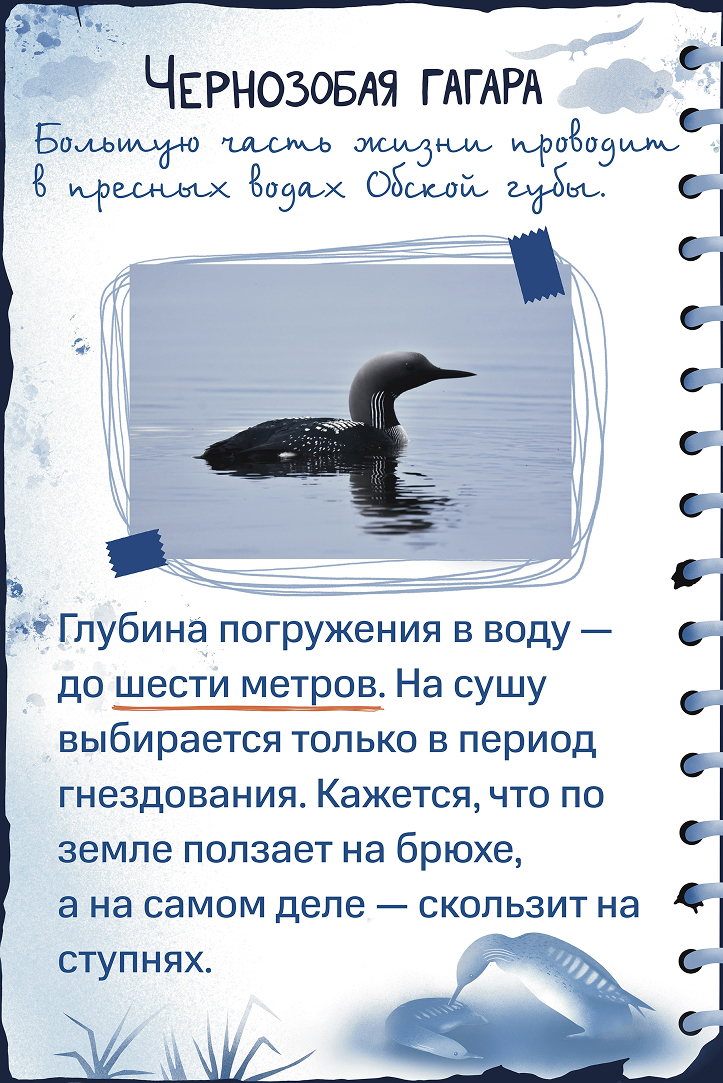 Чернозобая гагара