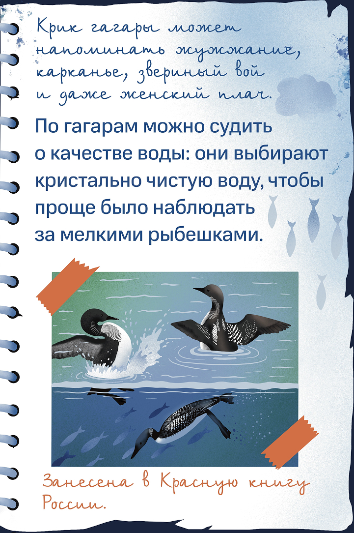 Чернозобая гагара