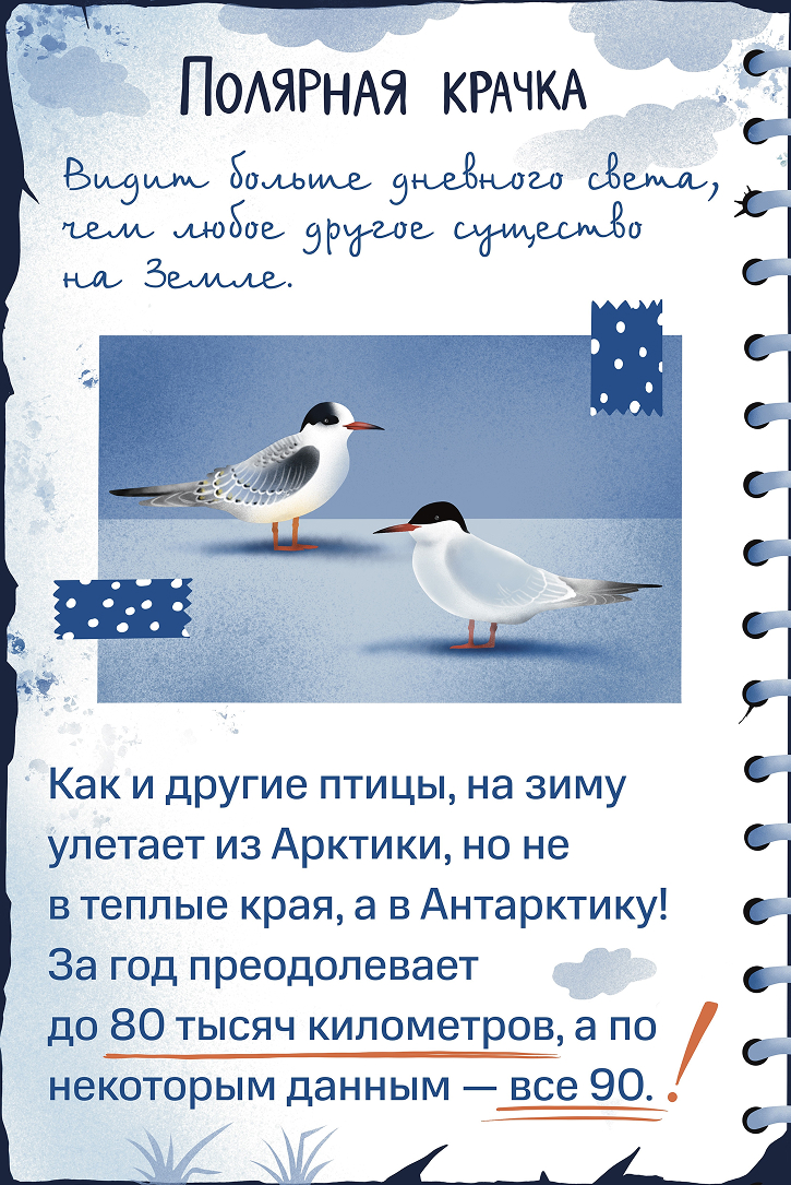 Полярная крачка