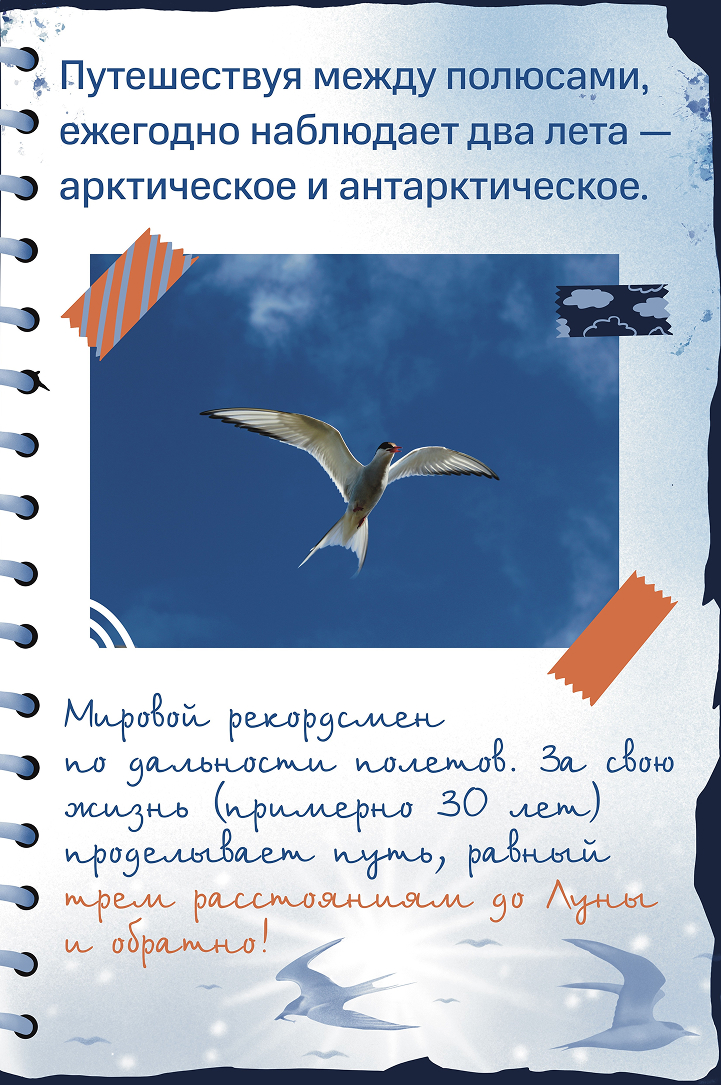 Полярная крачка