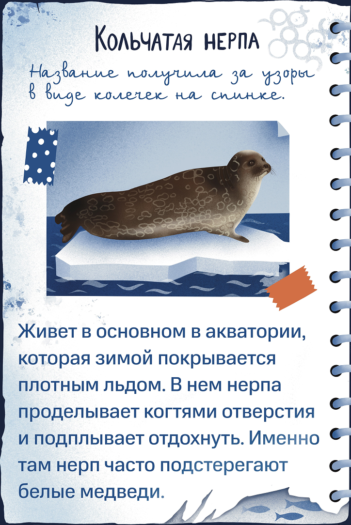 Кольчатая нерпа