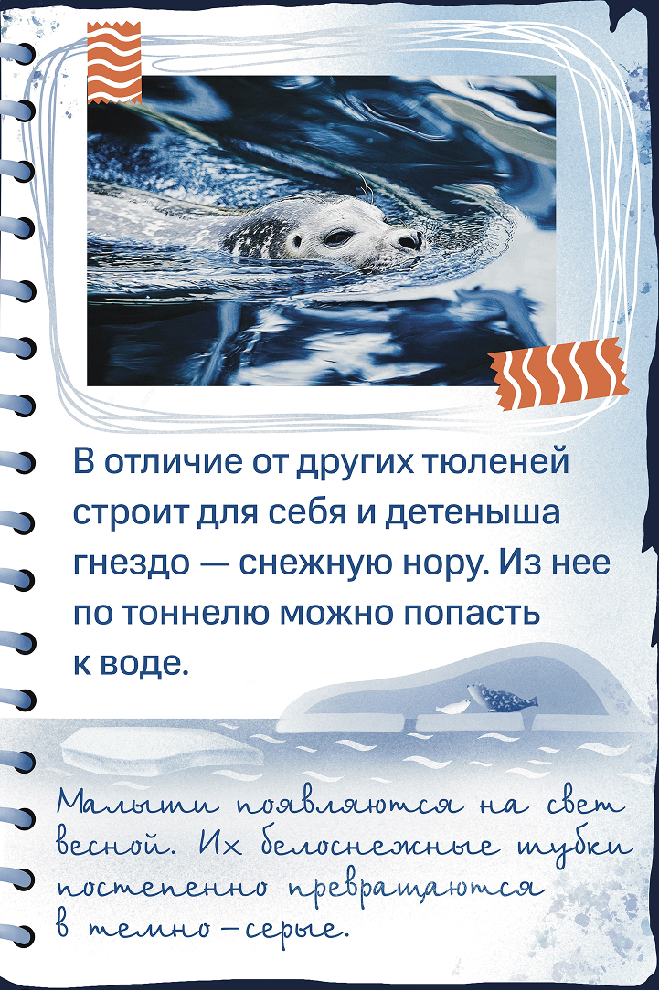 Кольчатая нерпа