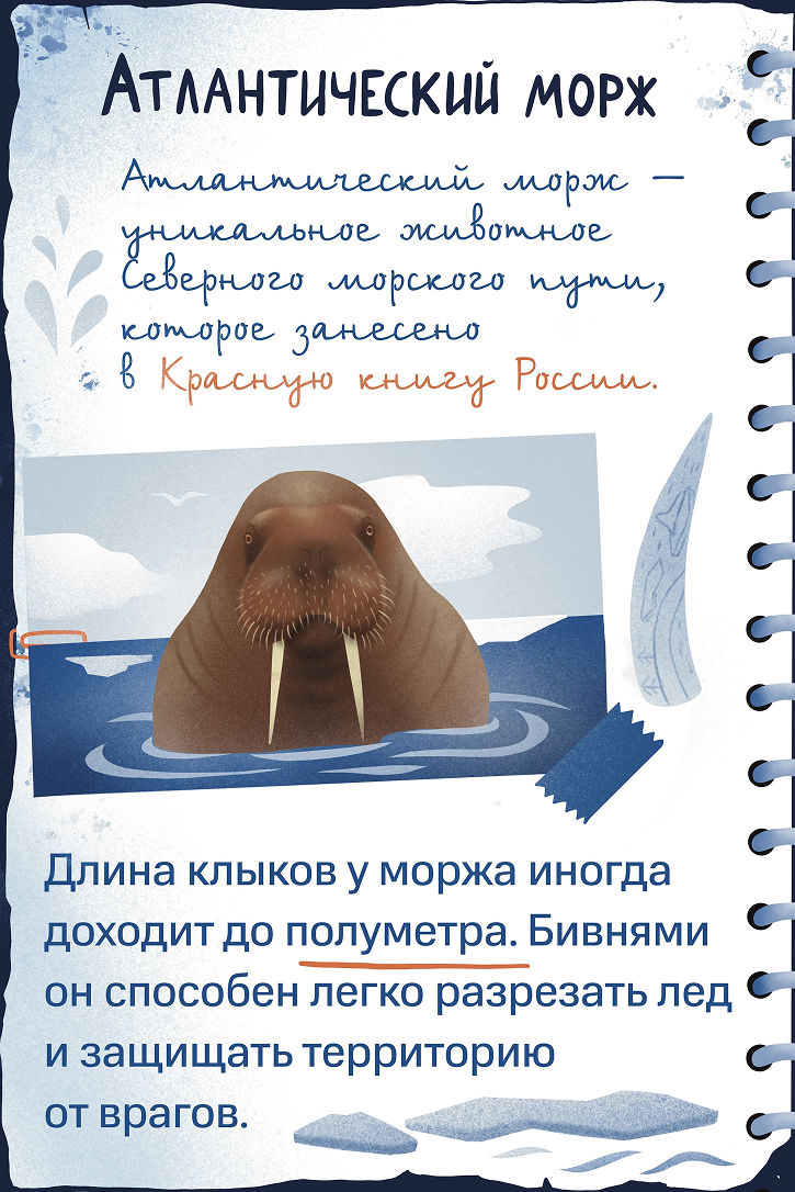 Атланчитеский морж