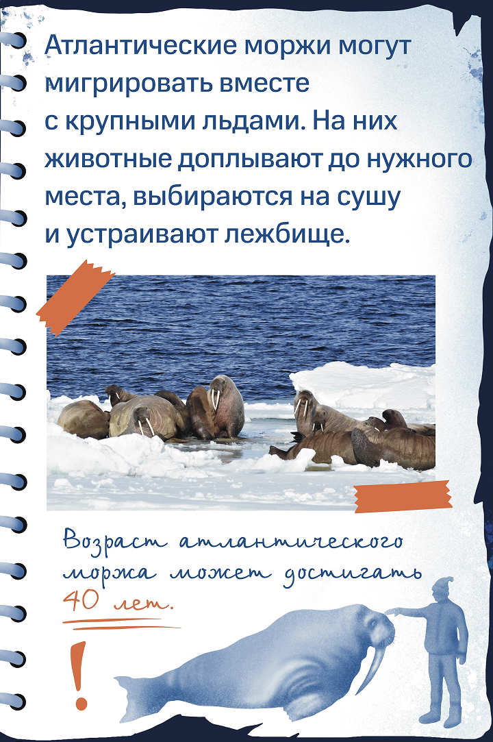 Атланчитеский морж