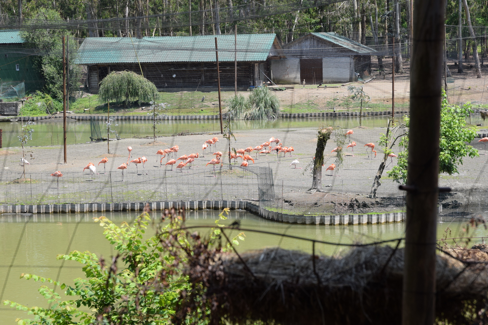 cropped_flamingo