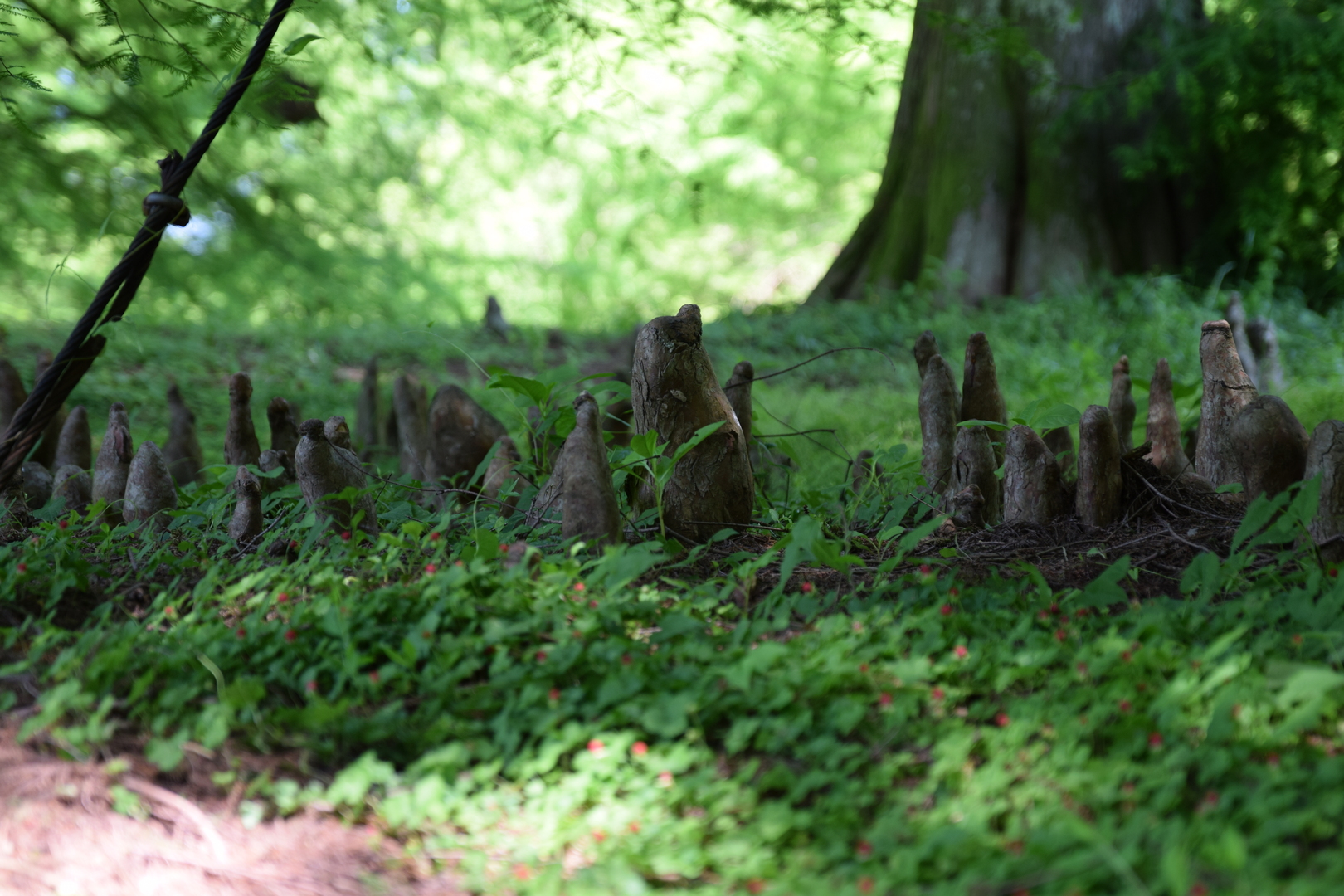 roots