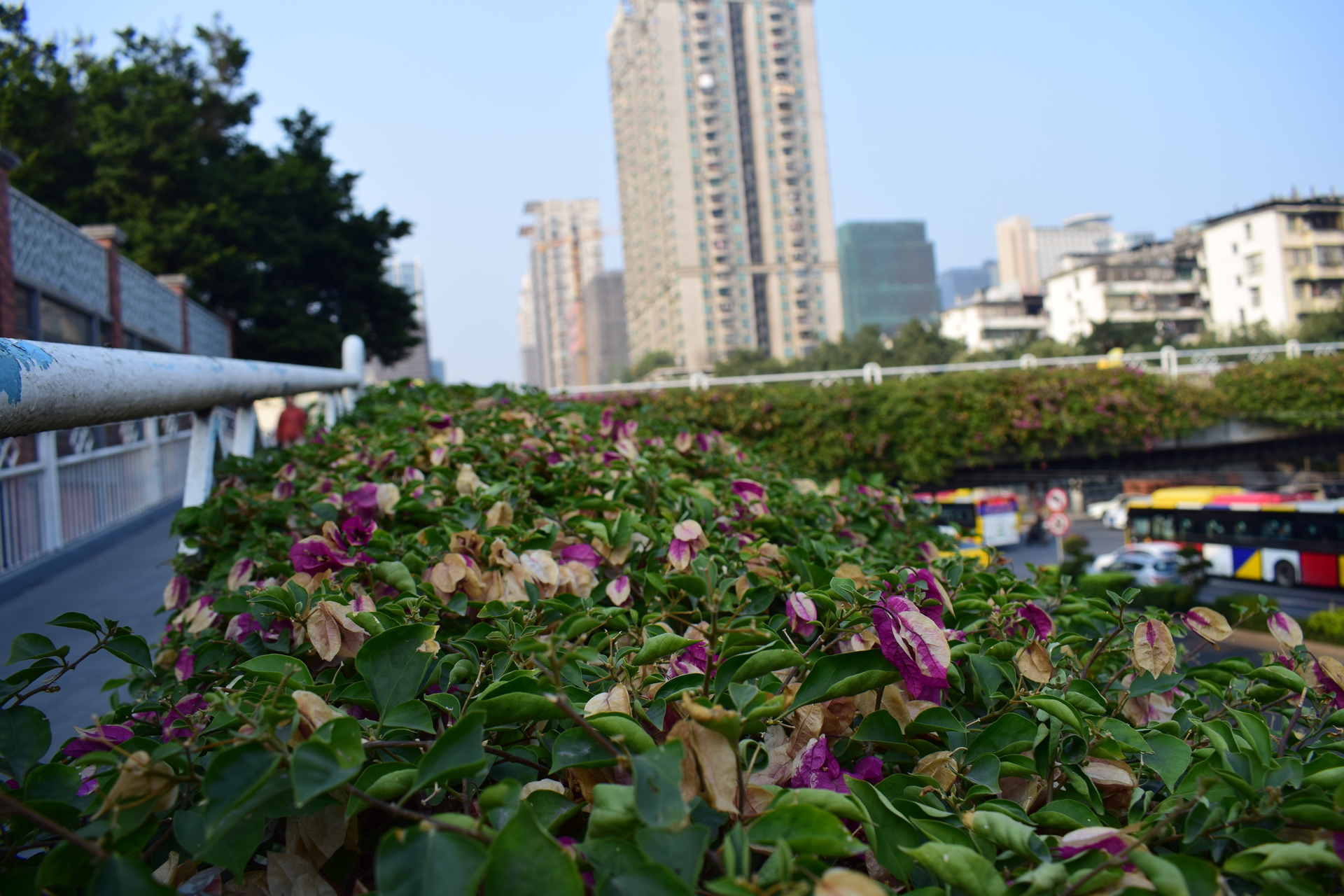 flowers_in_focus.JPG