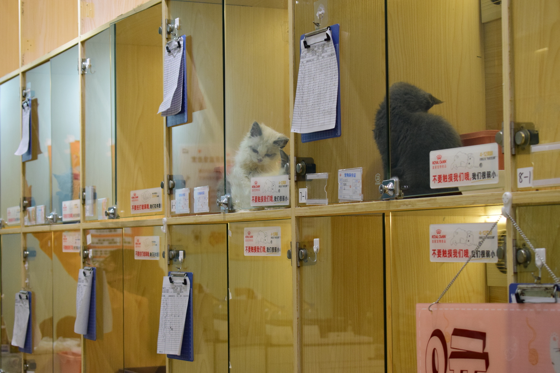 guangzhou_cats.JPG