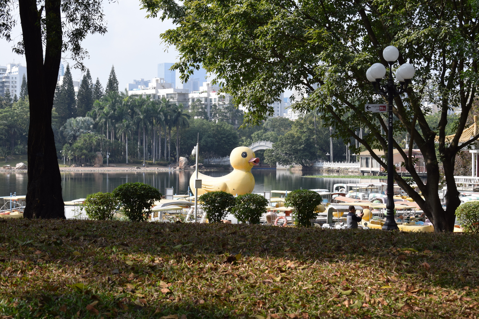 duck.JPG