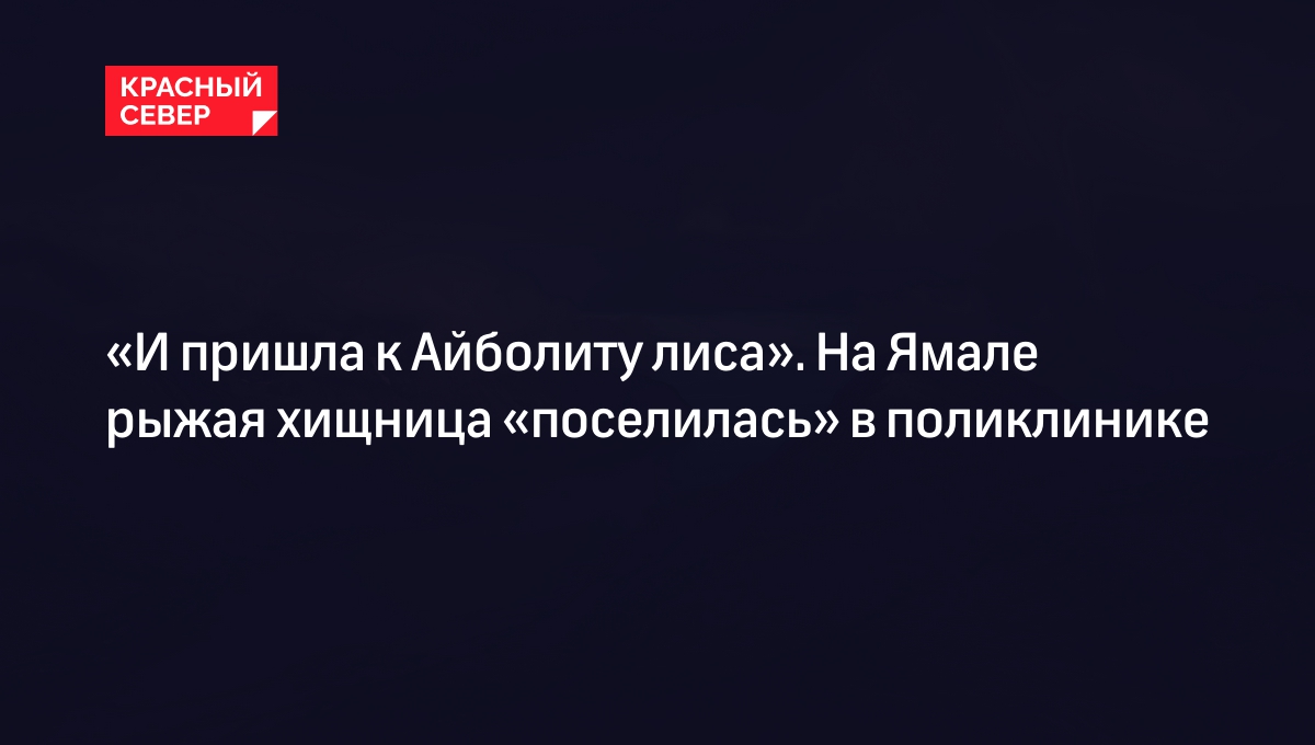 «И пришла к Айболиту лиса». На Ямале рыжая хищница «поселилась» в поликлинике