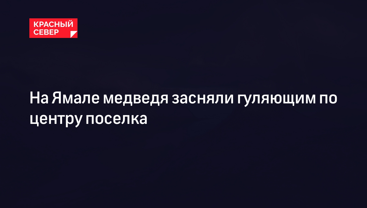 На Ямале медведя засняли гуляющим по центру поселка