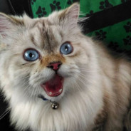 Константин