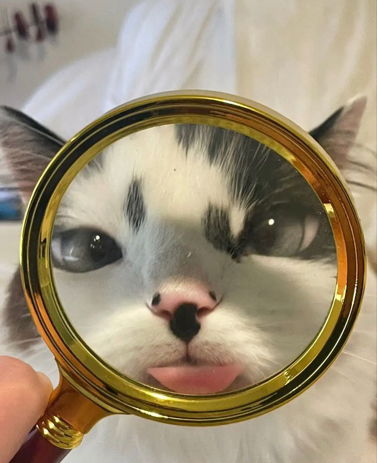 Анищенко Александр