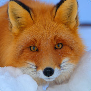 Barsa Fox