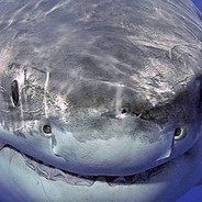 Меньшенин Евгений