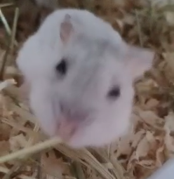 Grebenchshikov Danil