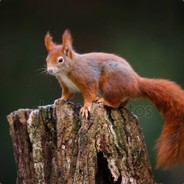 Belyaev-Fomin Nikita