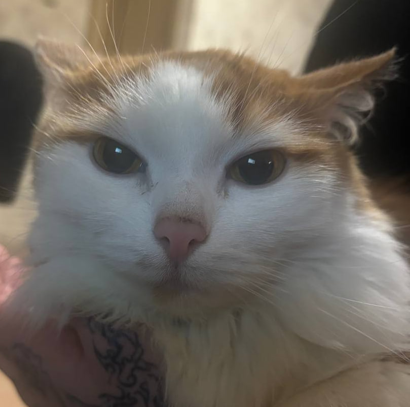 Скрипкин Степан