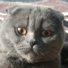 Shevchenko Marat