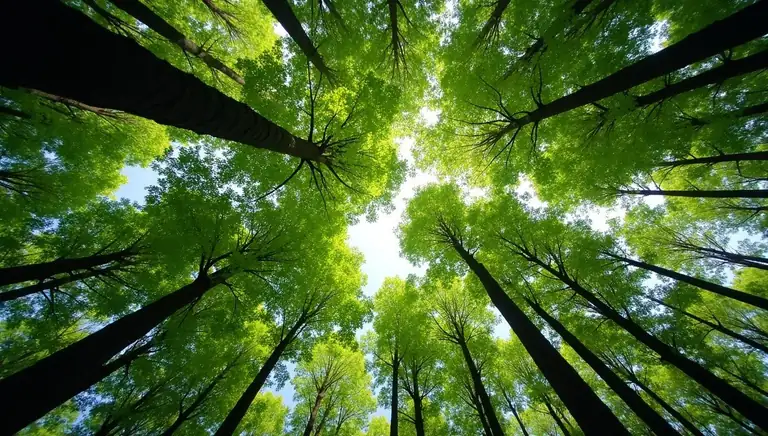 canopy