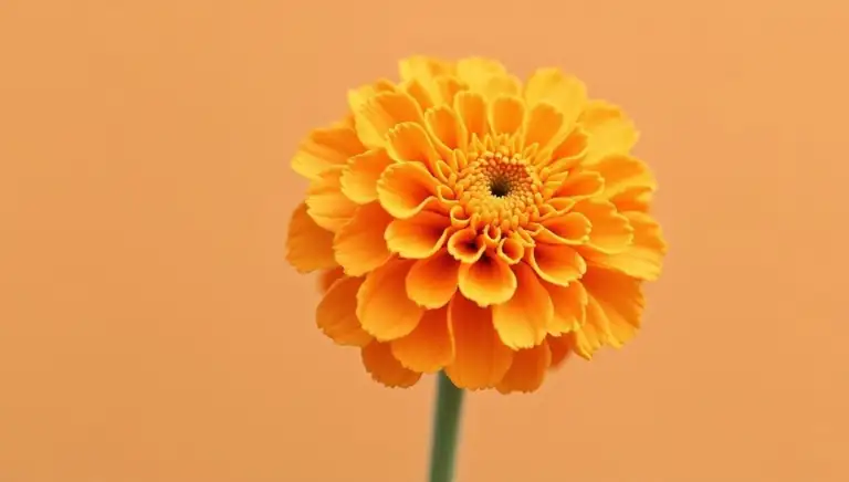 marigold