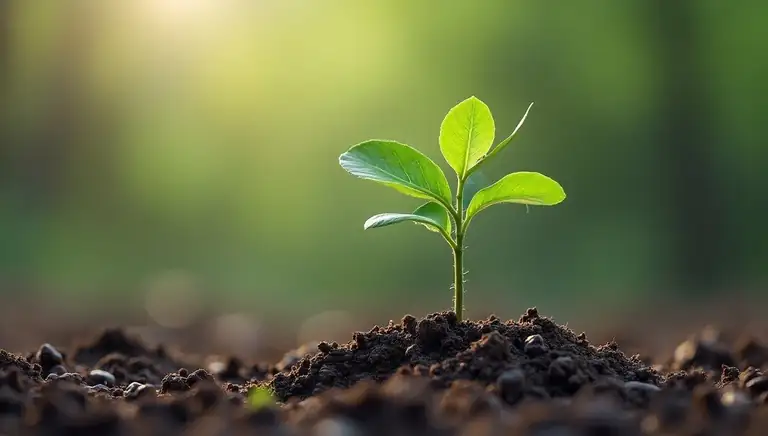 sapling