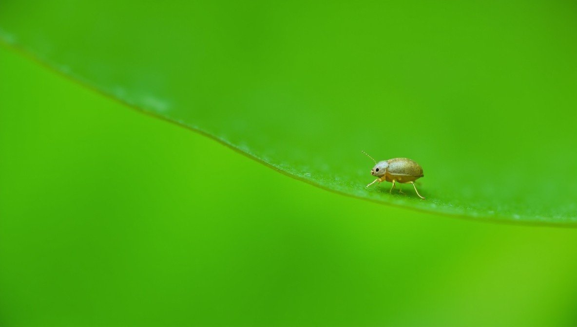 aphid