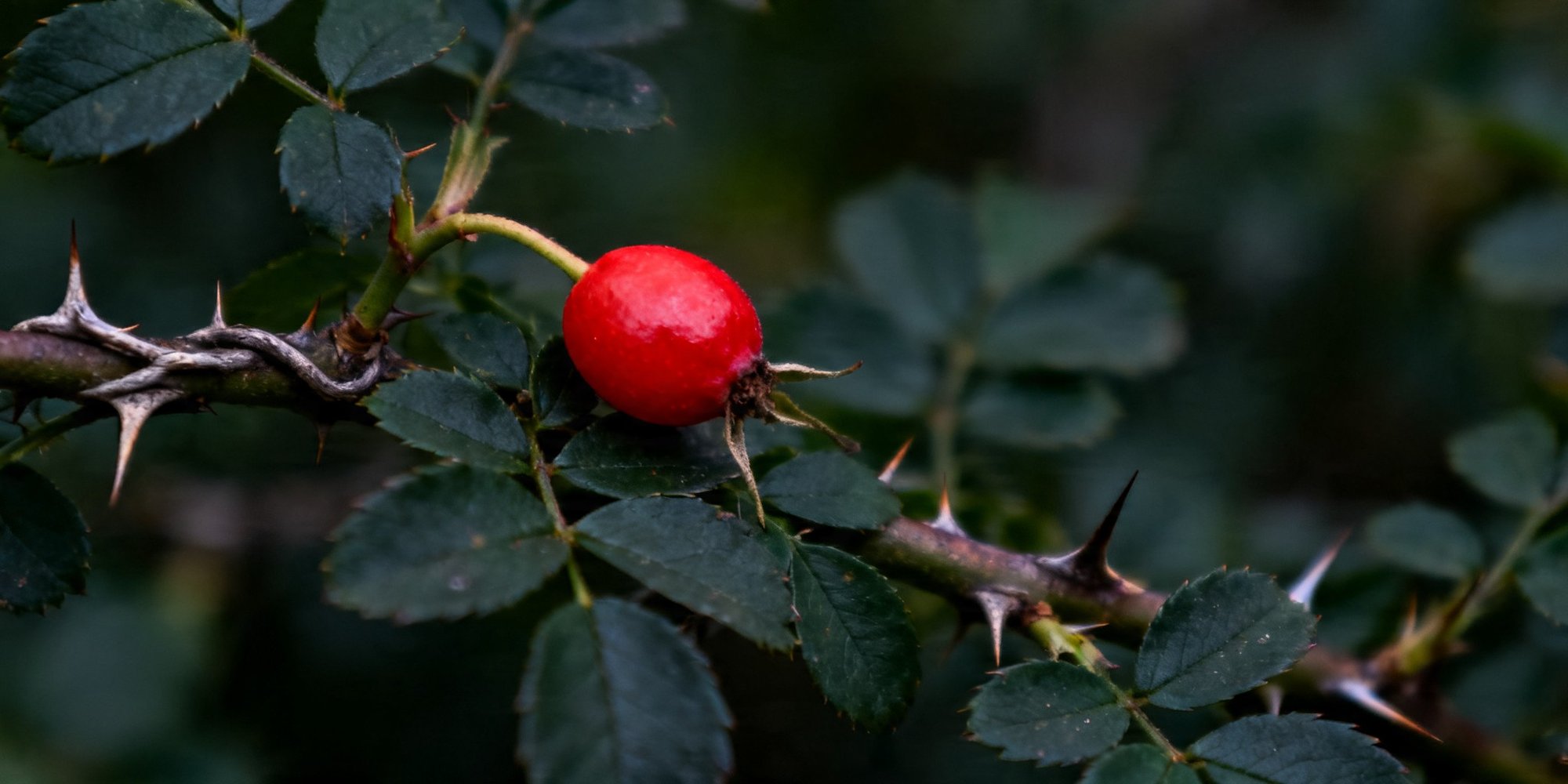 barberry
