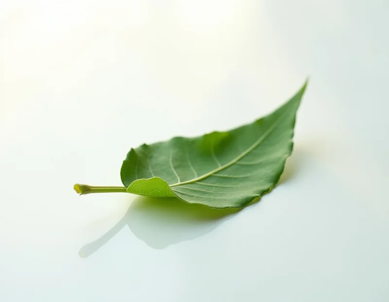 bay leaf