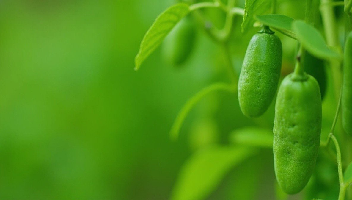 beans