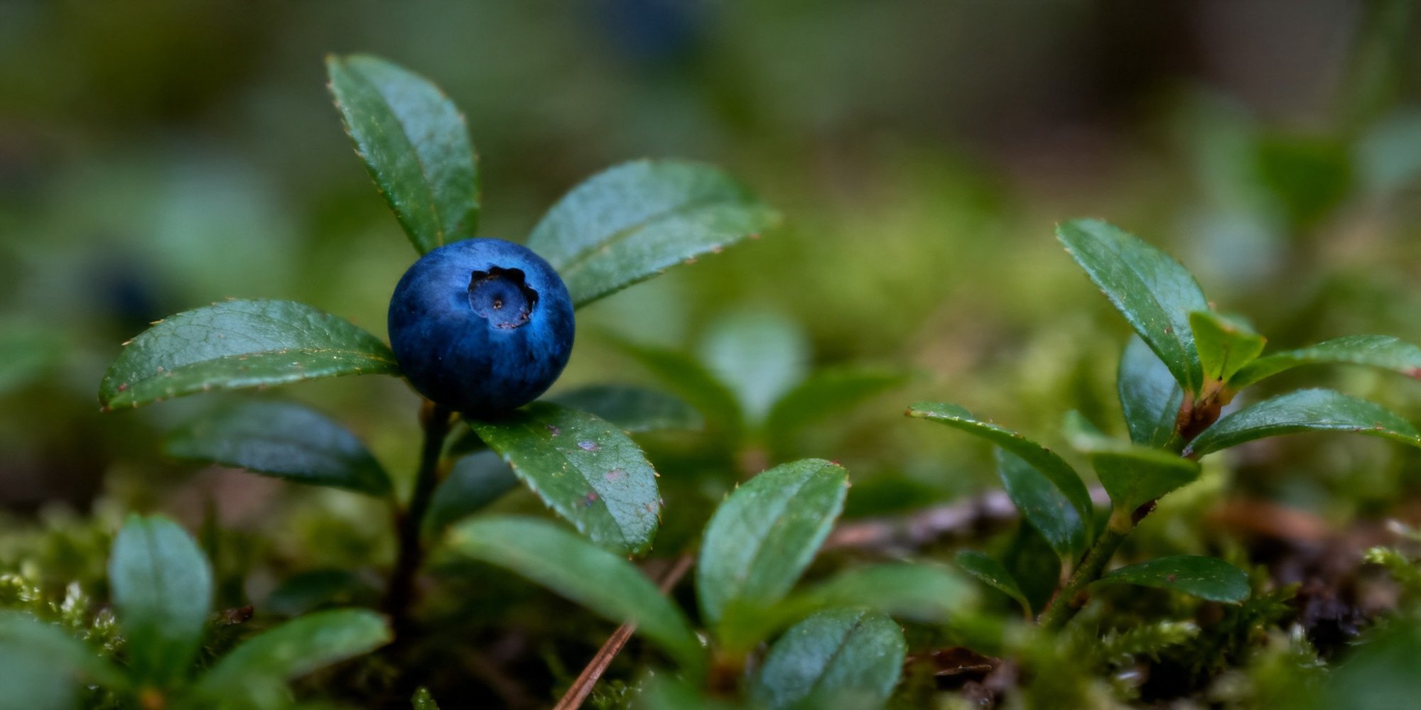 bilberry