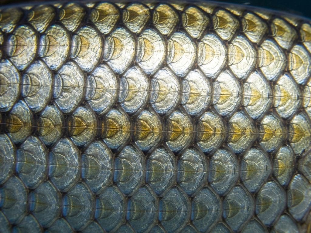 Fischschuppen