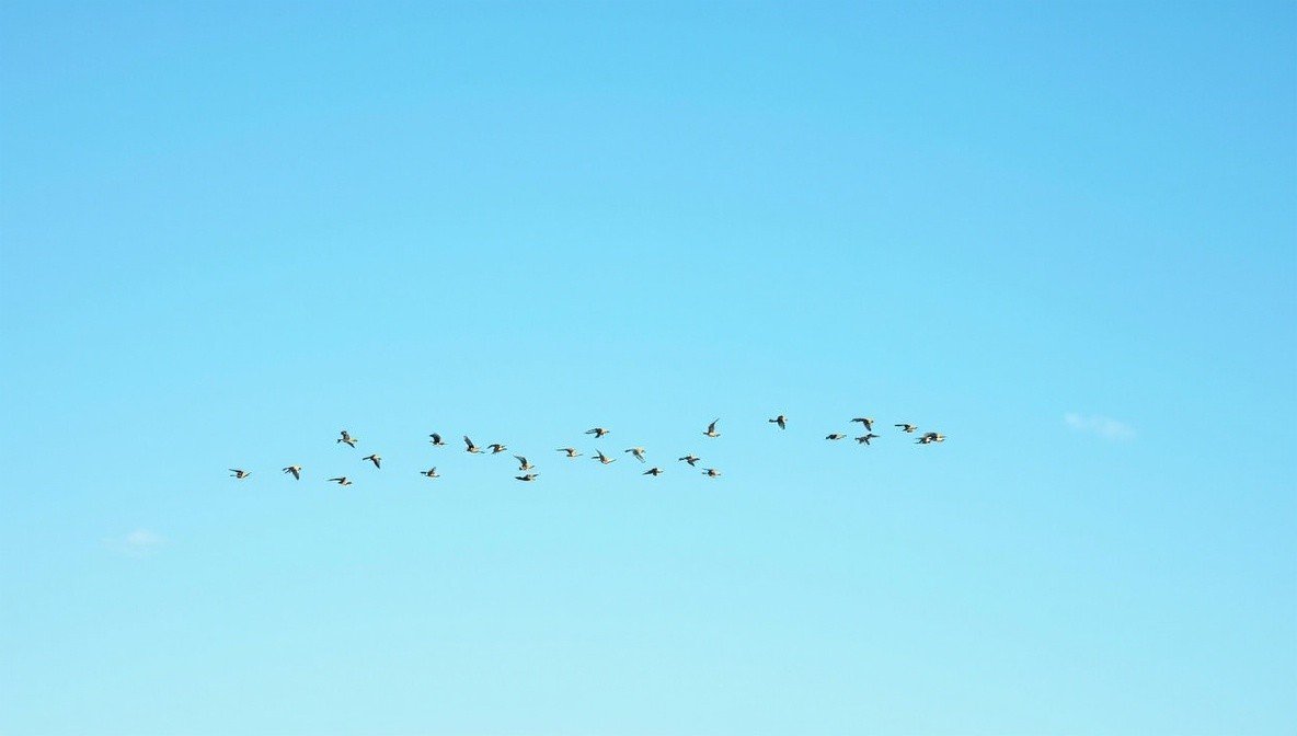 flock
