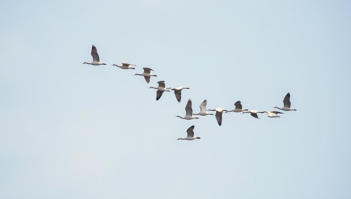 flock