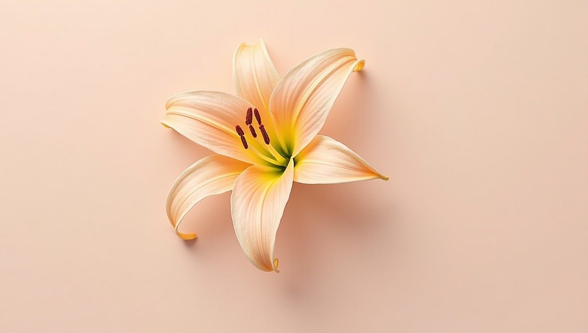 lily