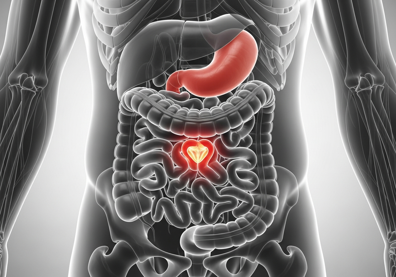 rectum