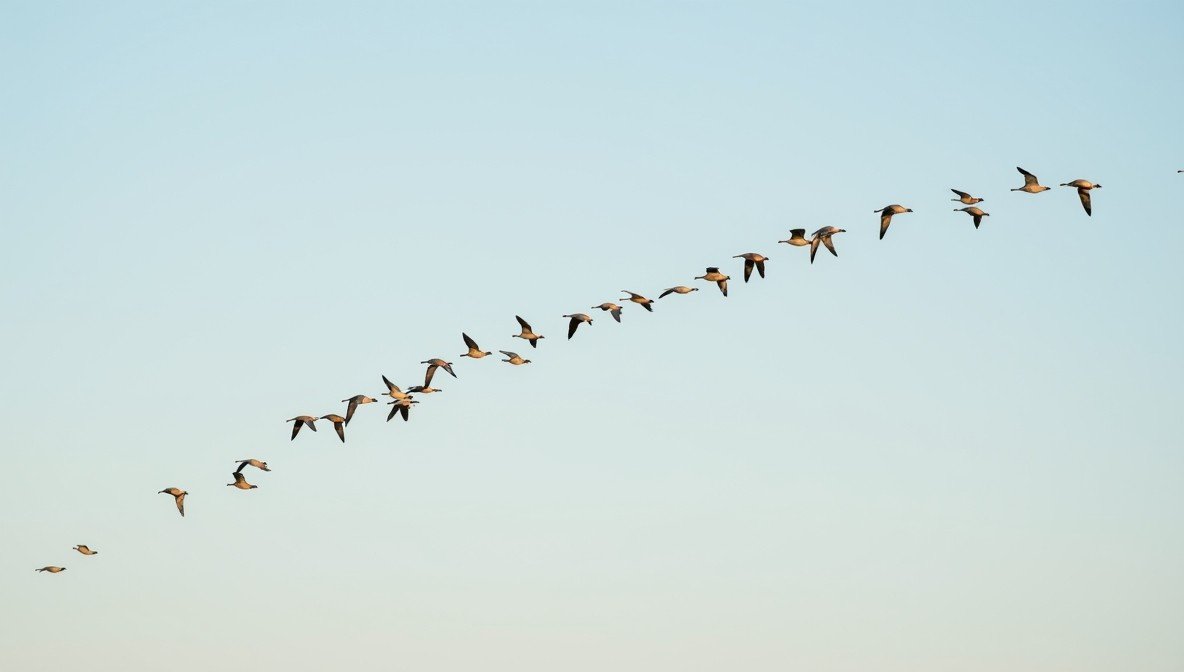skein of geese