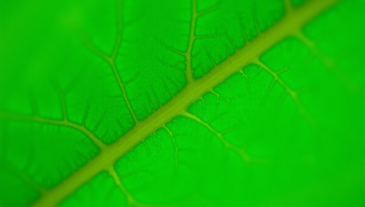 vein