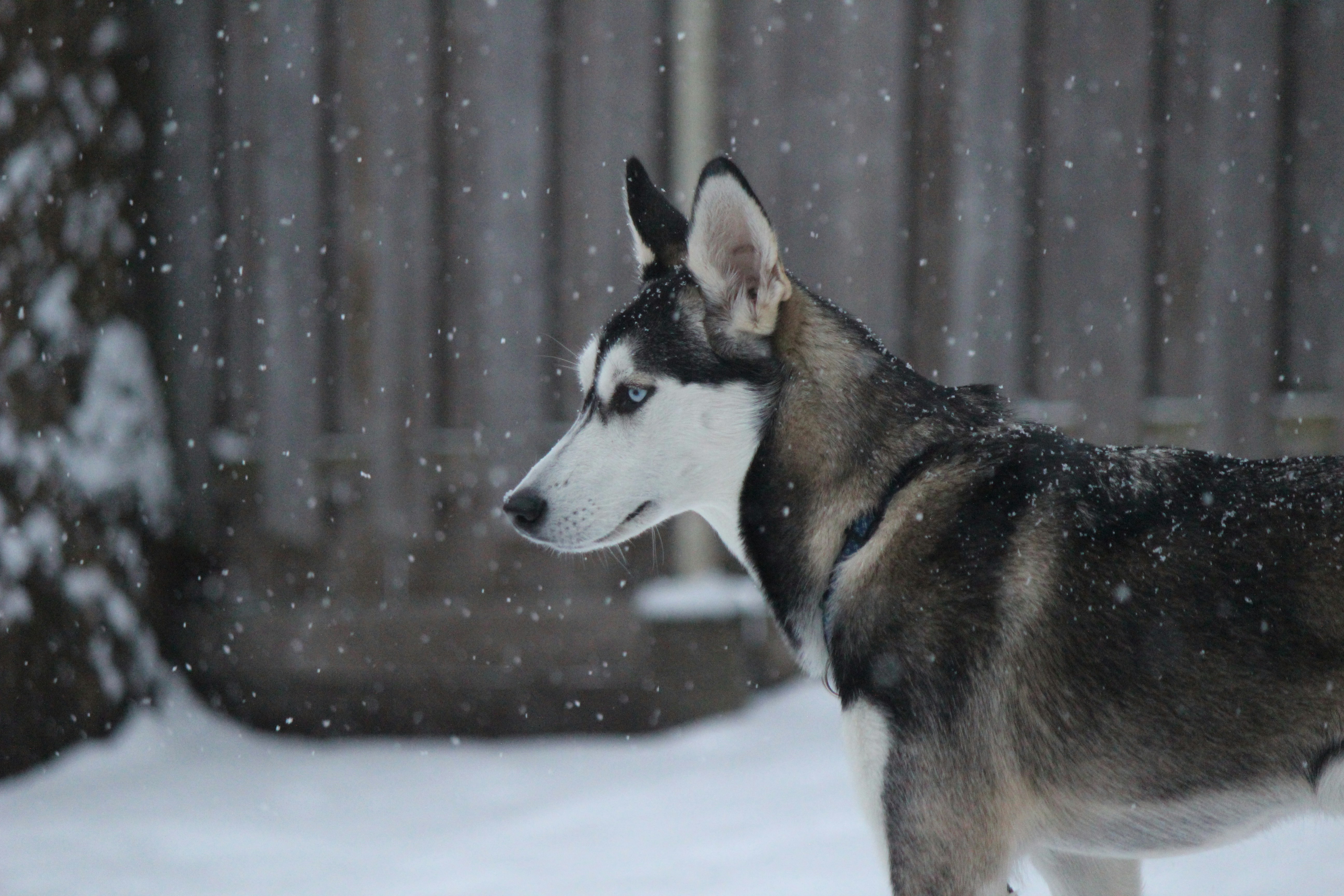 Siberian Husky